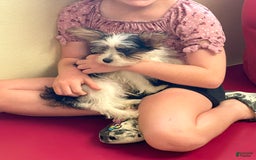 Yorkshire Terrier dogs for sale: Patrick Starr - Image 45