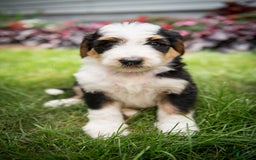Bernedoodle dogs for sale: Bessie - Image 10