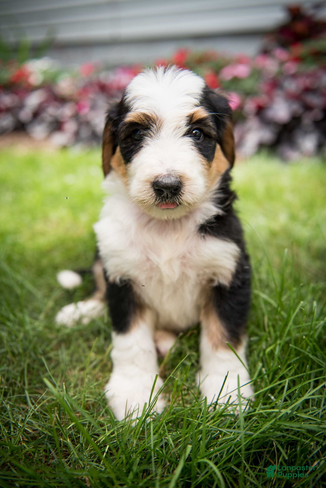 Bernedoodle dogs for sale: Bessie - Image 10