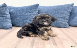 Cavapoo dogs for sale: Raven - Image 5