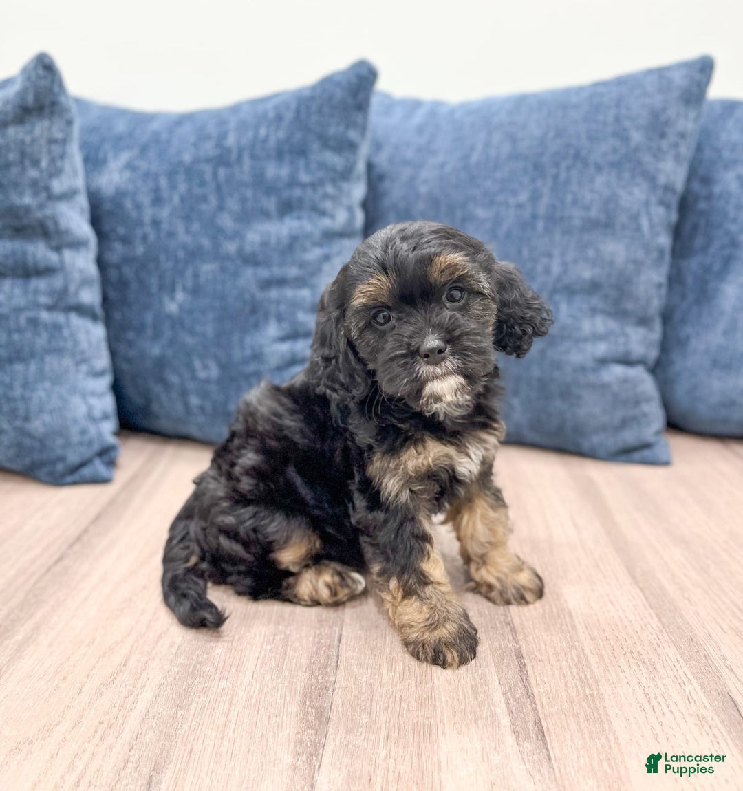 Cavapoo dogs for sale: Raven - Image 5
