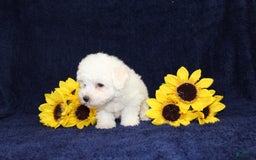 Bichon Frise dogs for sale: Uncle - Image 3
