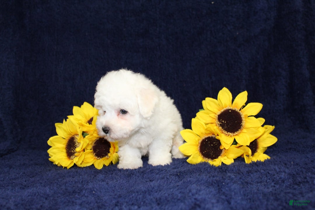 Bichon Frise dogs for sale: Uncle - Image 3