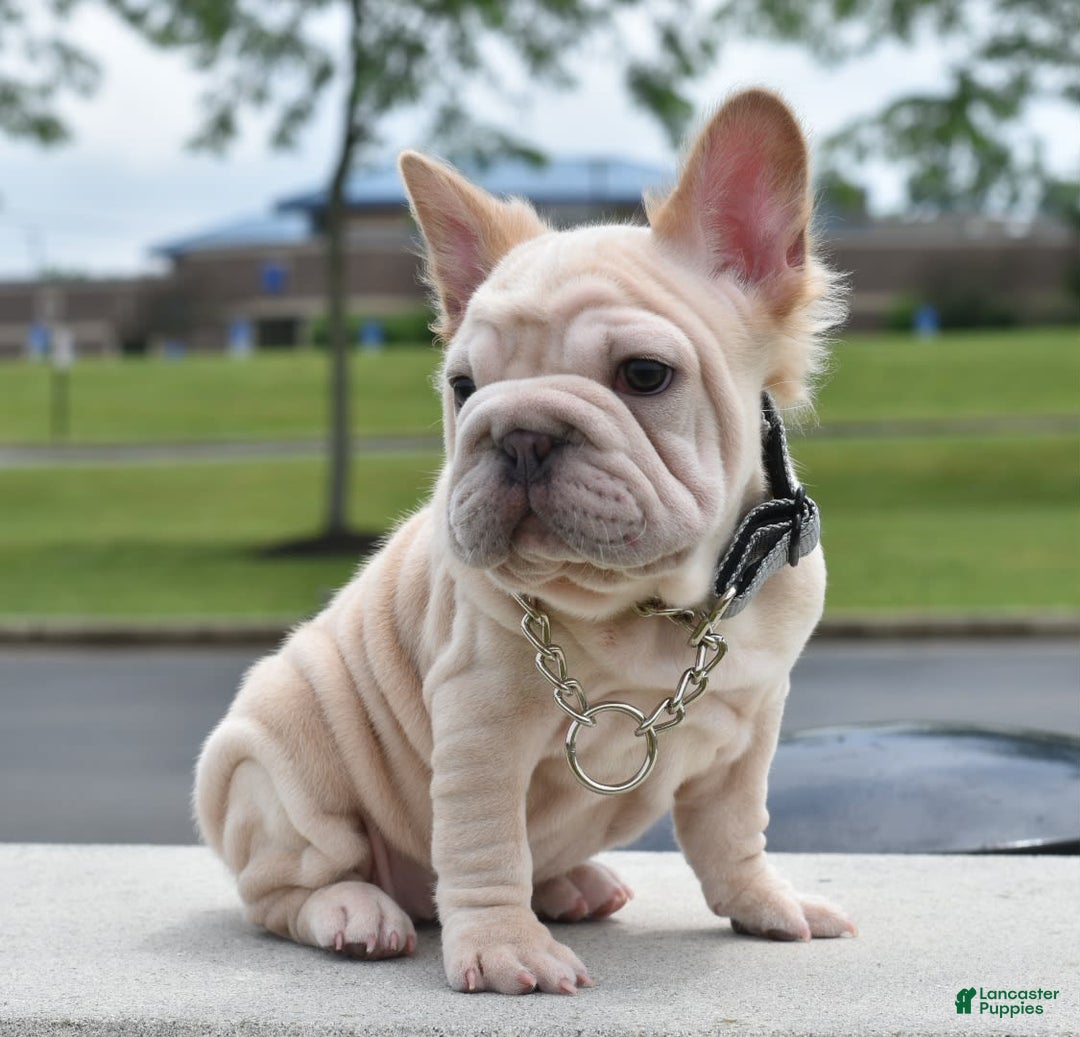 French Bulldog dogs for sale: Rayna Big Rope Velvet Fluffy - Image 20