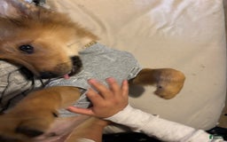 German Shepherd dogs for sale: Hachi - Image 6