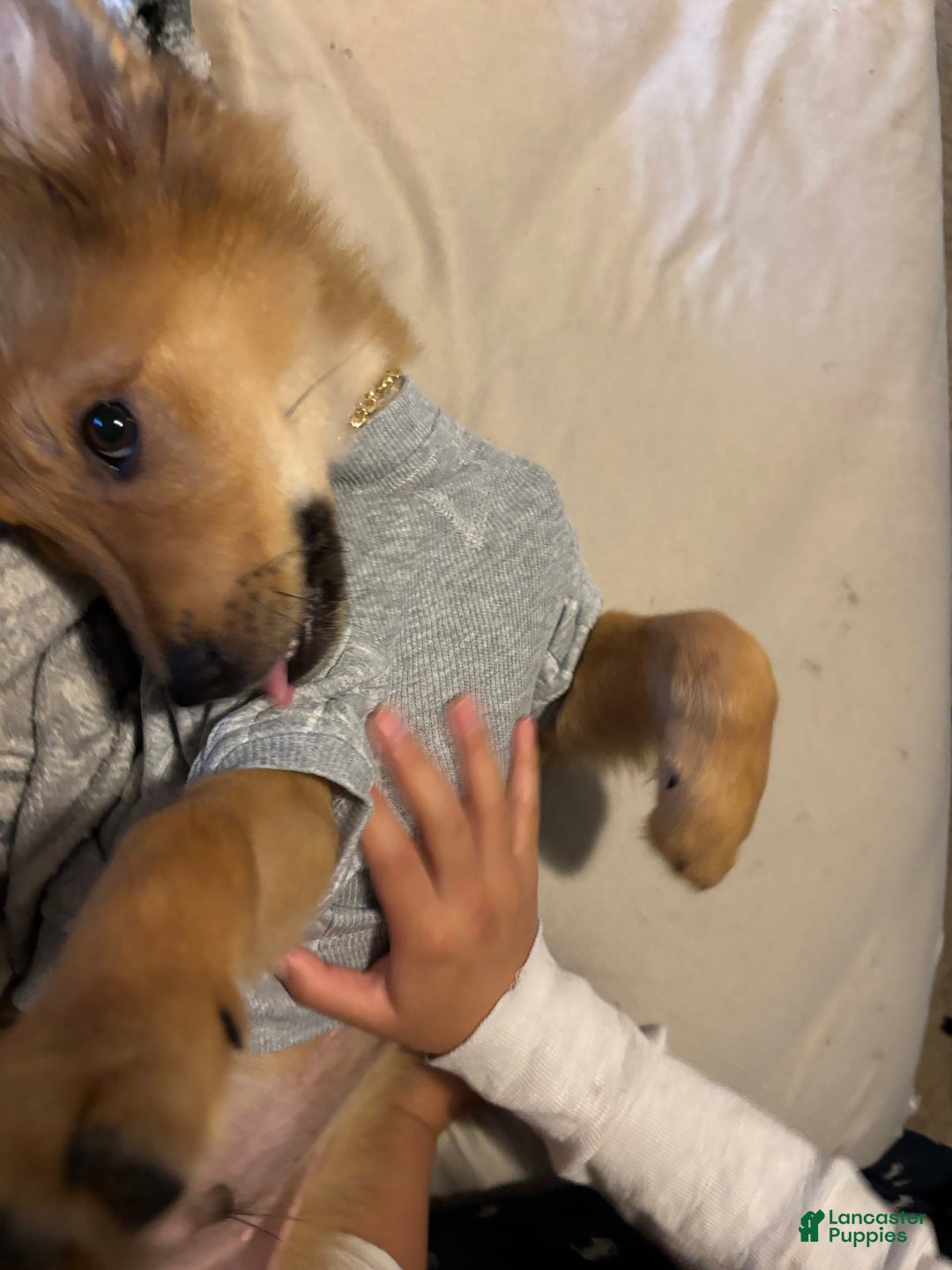German Shepherd dogs for sale: Hachi - Image 6