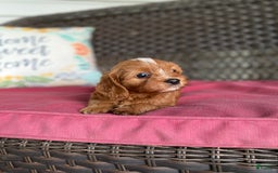 Cavapoo dogs for sale: Maverick - Image 6