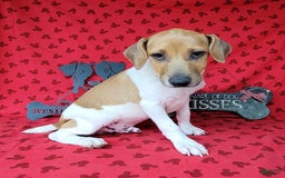 Jack Russell Terrier dogs for sale: Jack Russell Terrier Pike - Image 14