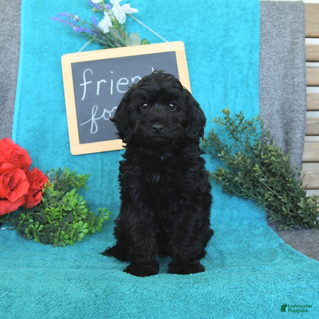 Miniature Poodle dogs for sale: Opal - Image 16