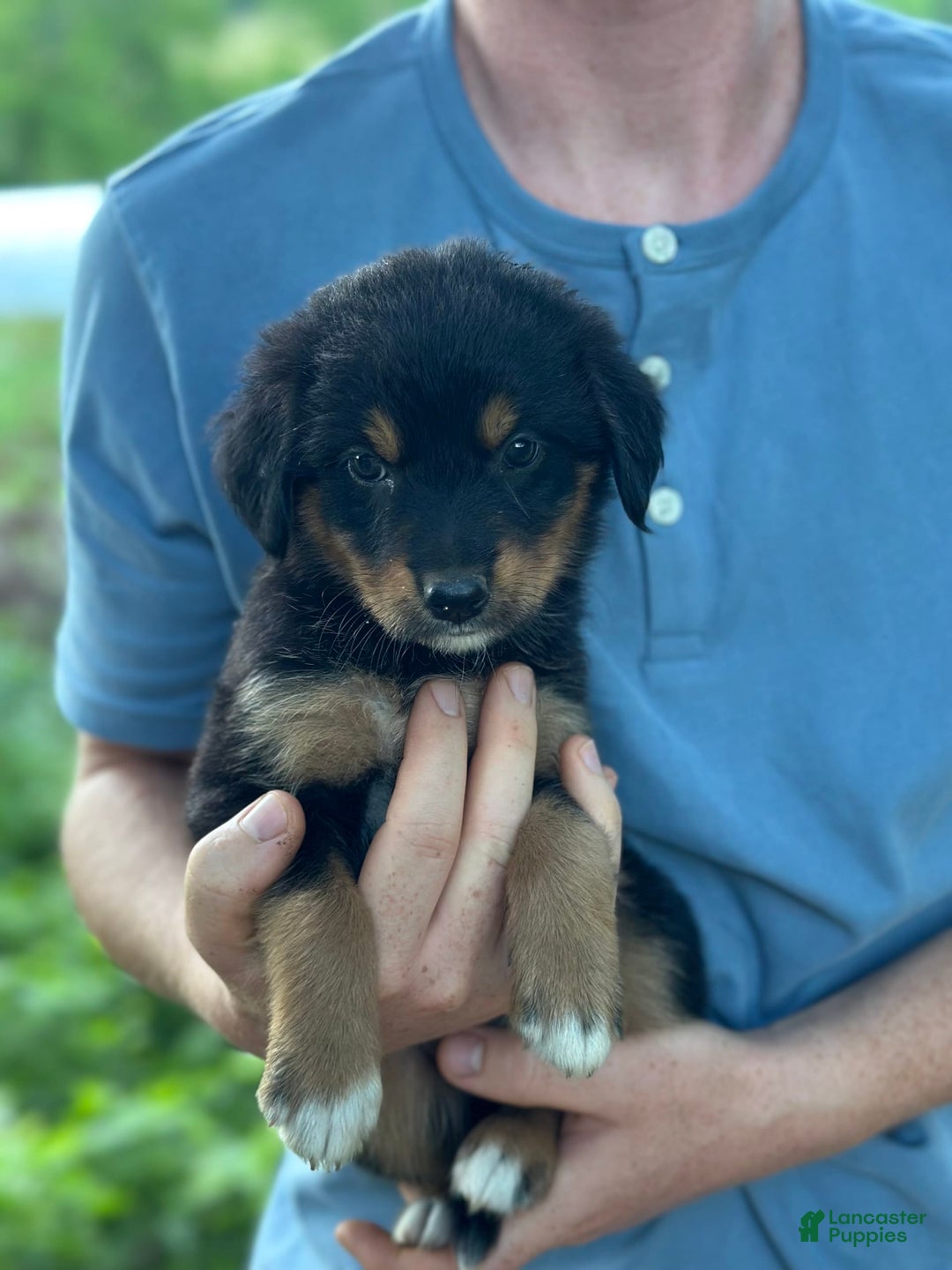 Golden Retriever dogs for sale: Female 4 - Image 1