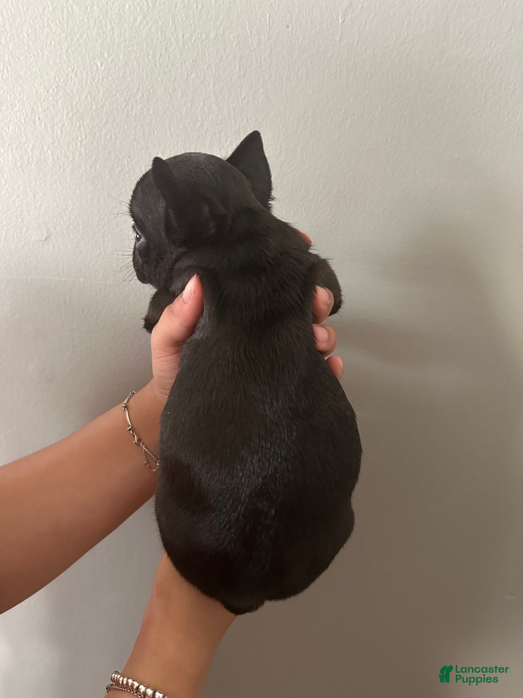 French Bulldog dogs for sale: Max - Image 12