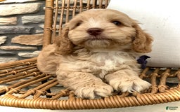 Cockapoo dogs for sale: Oliver - Image 10
