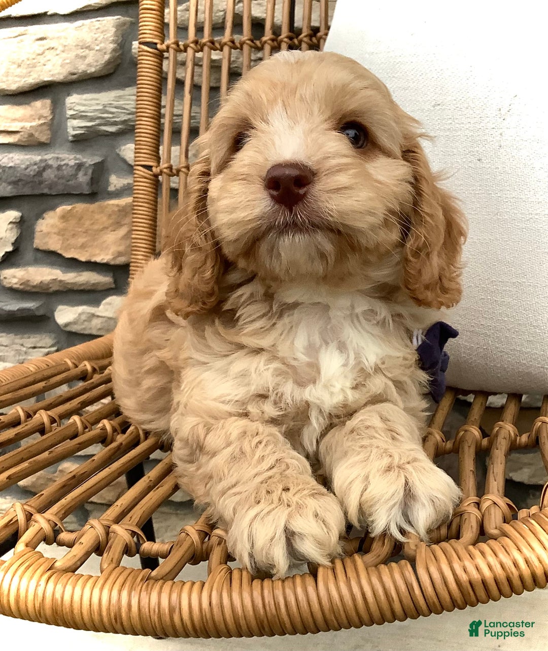 Cockapoo dogs for sale: Oliver - Image 10
