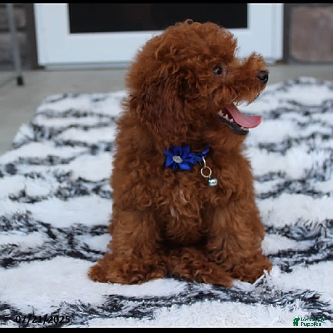 Toy Poodle dogs for sale: Tommy - Image 10