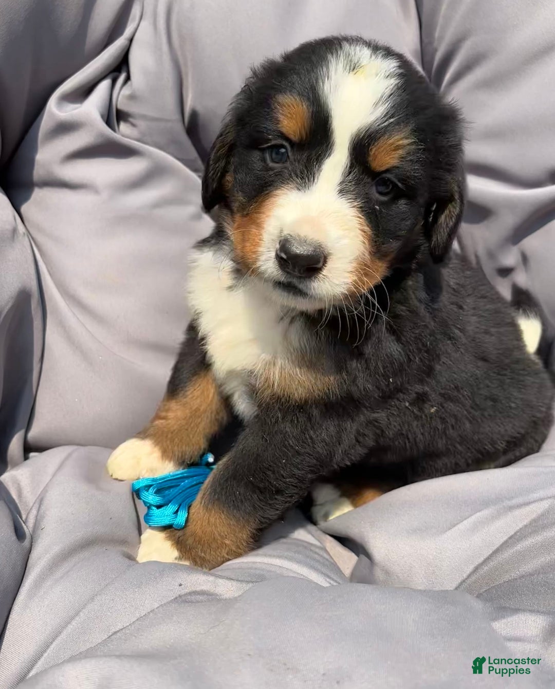 Bernese Mountain Dog dogs for sale: Blue - Image 10