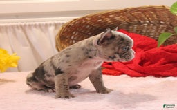 French Bulldog dogs for sale: Allison - Image 8