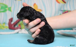Mini Bernedoodle dogs for sale: Mini Bernedoodle 6 puppies - Image 7