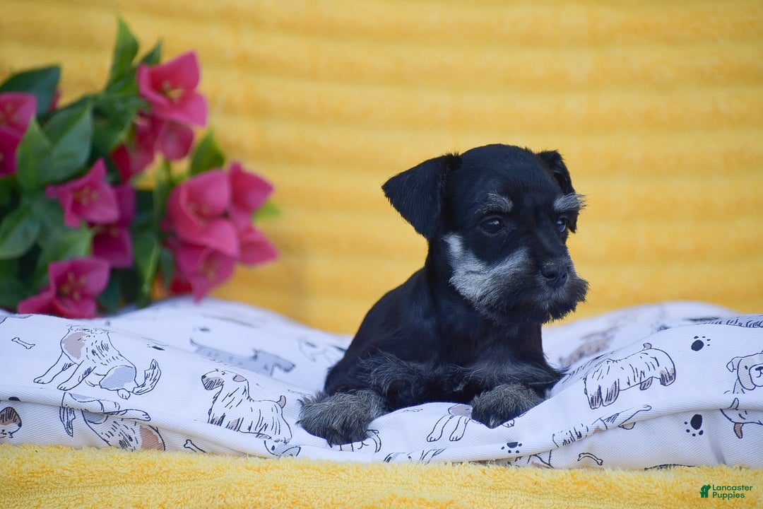Miniature Schnauzer dogs for sale: Veronica - Image 2
