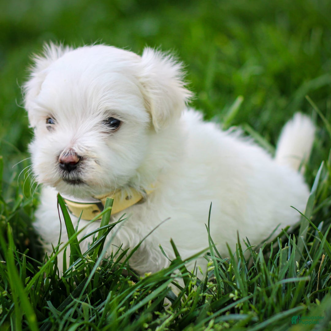 Maltese dogs for sale: Ash - Image 11