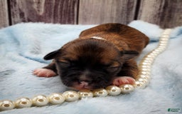 Chinese Crested dogs for sale: April - Image 2
