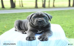Cane Corso dogs for sale: Storm - Image 3