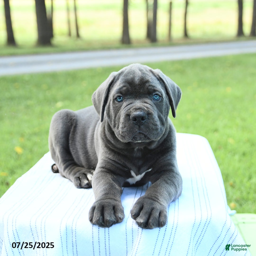 Cane Corso dogs for sale: Storm - Image 3