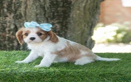 Cavalier King Charles Spaniel dogs for sale: Sasha - Image 3