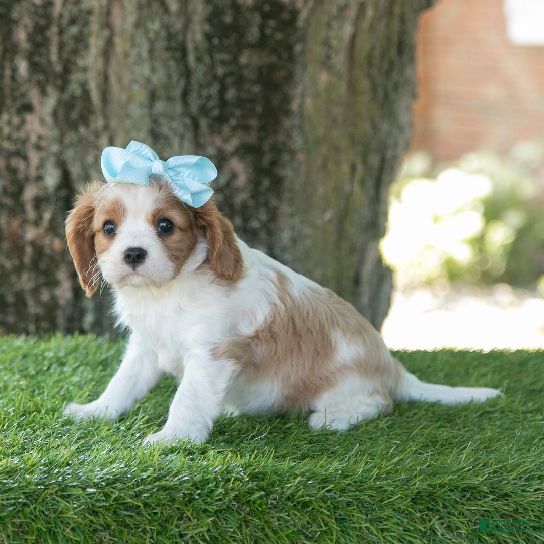 Cavalier King Charles Spaniel dogs for sale: Sasha - Image 3