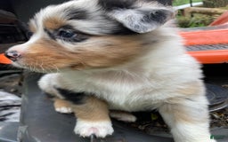Australian Shepherd dogs for sale: Stubbs Mcgee - Image 1