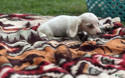 Miniature Dachshund dogs for sale: Marshmallow - Image 7