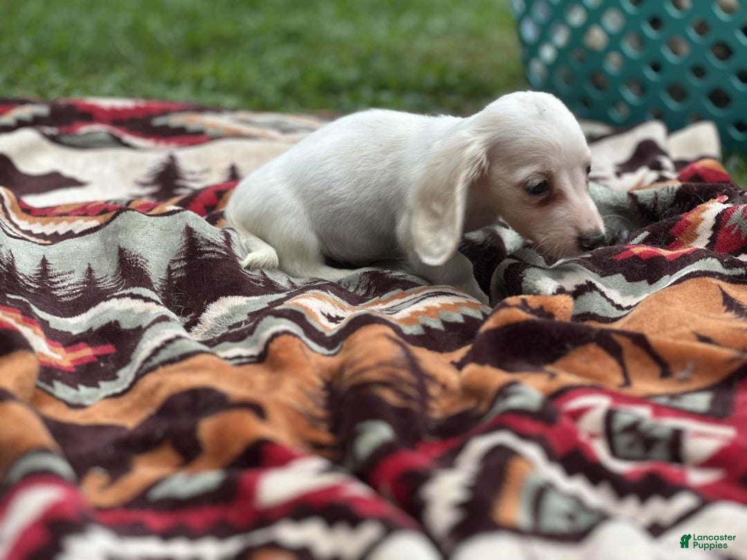 Miniature Dachshund dogs for sale: Marshmallow - Image 7
