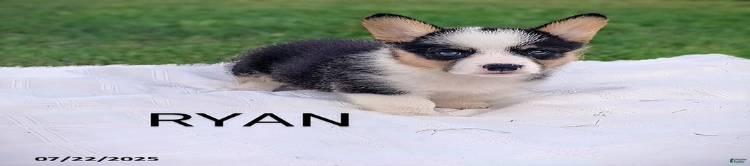 Ryan