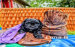 Mini Bernedoodle dogs for sale: Luna B. - Image 8