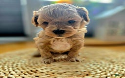 Maltipoo dogs for sale: Cloe - Image 6