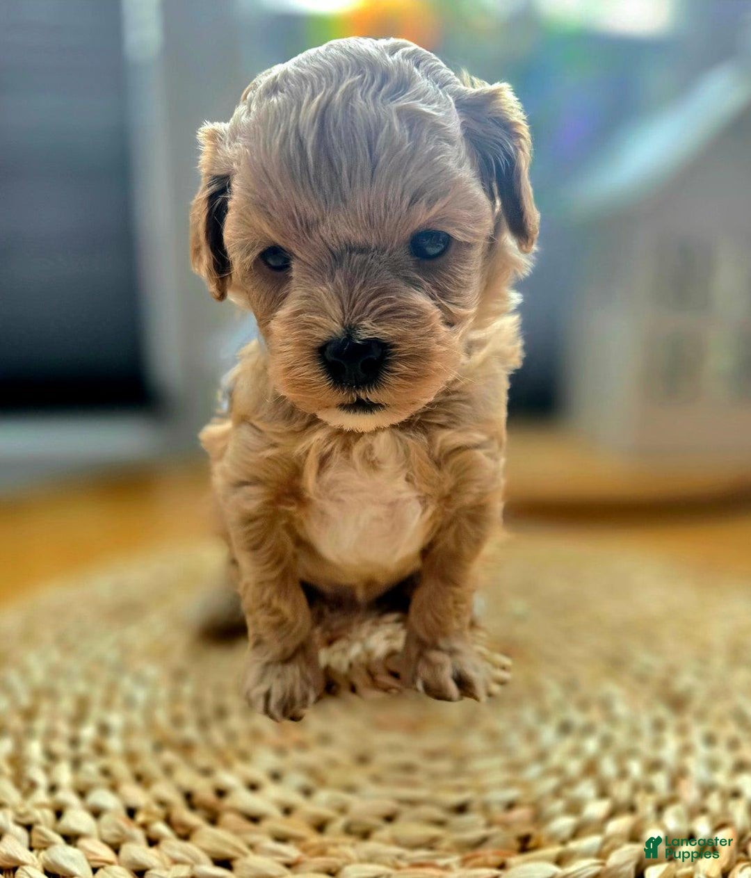 Maltipoo dogs for sale: Cloe - Image 6