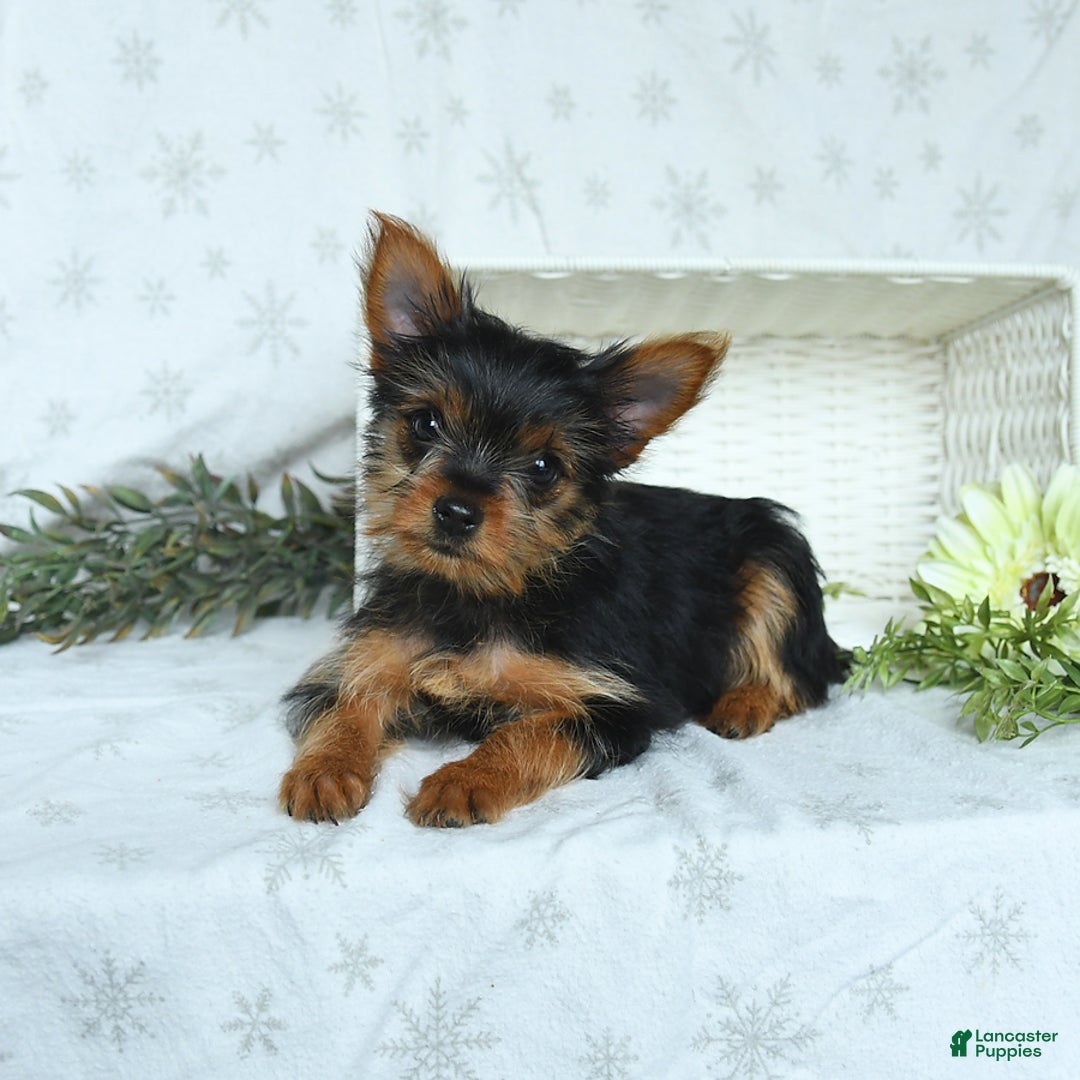 Yorkshire Terrier dogs for sale: Sophie - Image 10