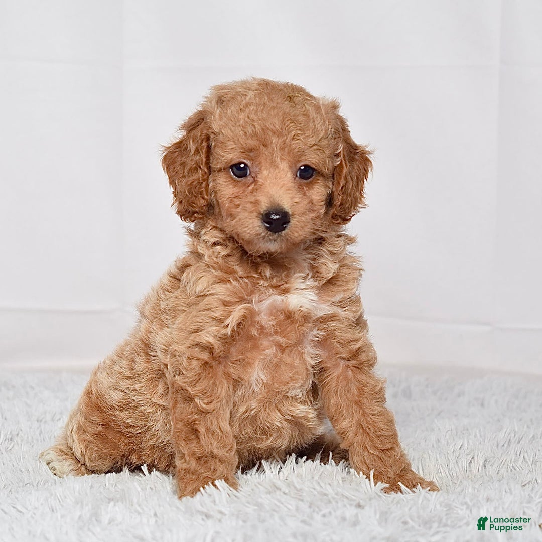 Mini Goldendoodle dogs for sale: Petite Ms. Nadia - Image 3