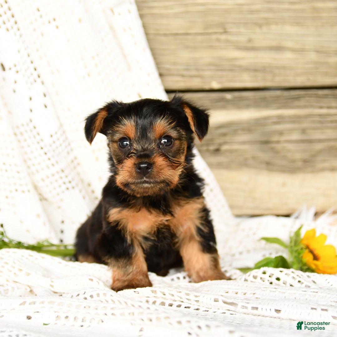 Yorkshire Terrier dogs for sale: Lucky - Image 8