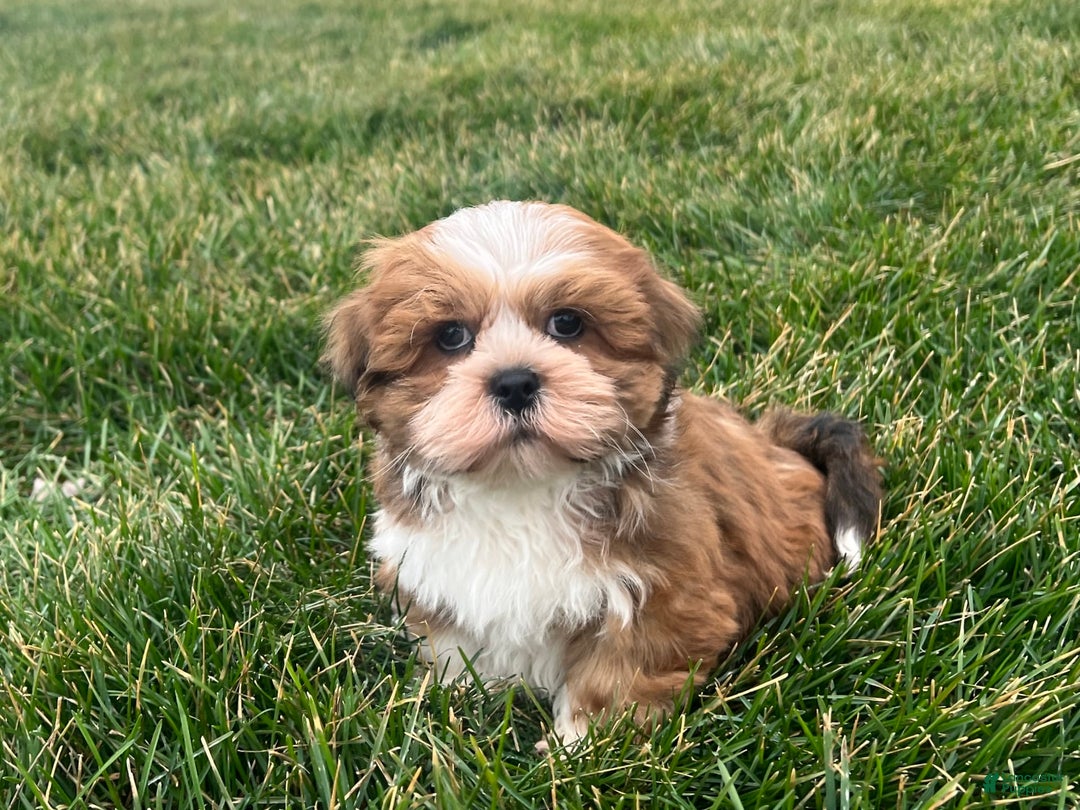 Lhasa Apso dogs for sale: Teddy - Image 4