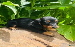 Miniature Dachshund dogs for sale: Piper - Image 6