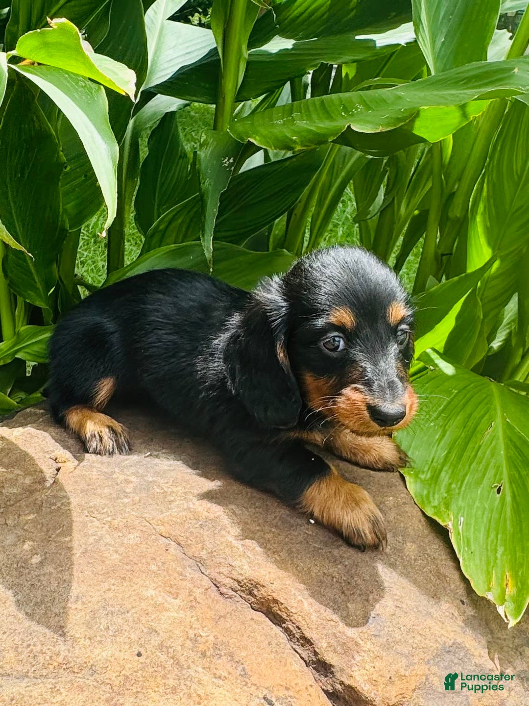 Miniature Dachshund dogs for sale: Piper - Image 6