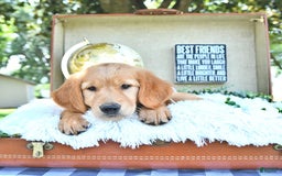 Golden Retriever dogs for sale: Anne - Image 13