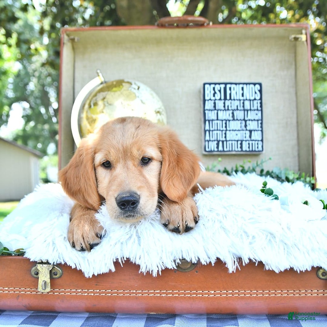 Golden Retriever dogs for sale: Anne - Image 13