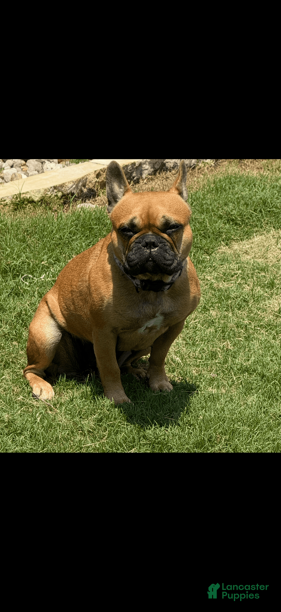 French Bulldog dogs for sale: Magnolia - Image 2