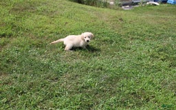 Golden Retriever dogs for sale: Costa - Image 2