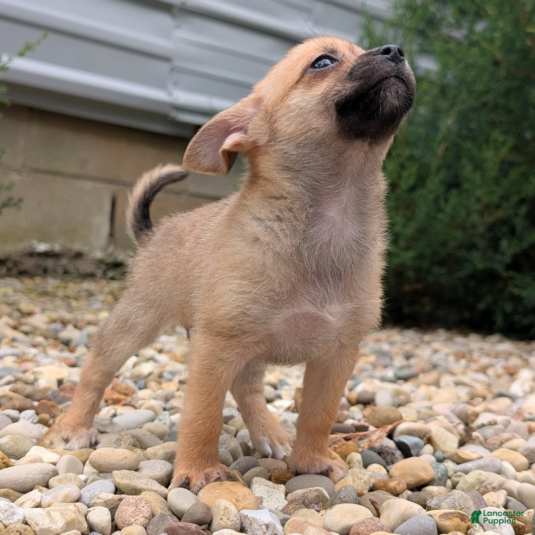 Pomchi dogs for sale: Bear - Image 12