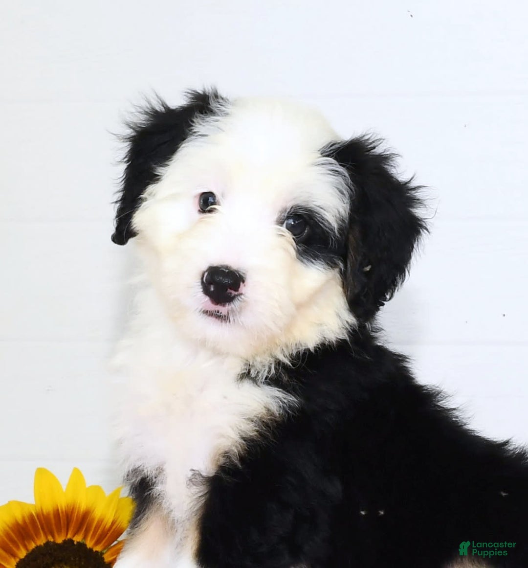 Mini Bernedoodle dogs for sale: Snow White - Image 9