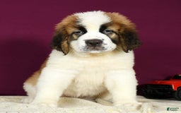 Saint Bernard dogs for sale: Luna - Image 8