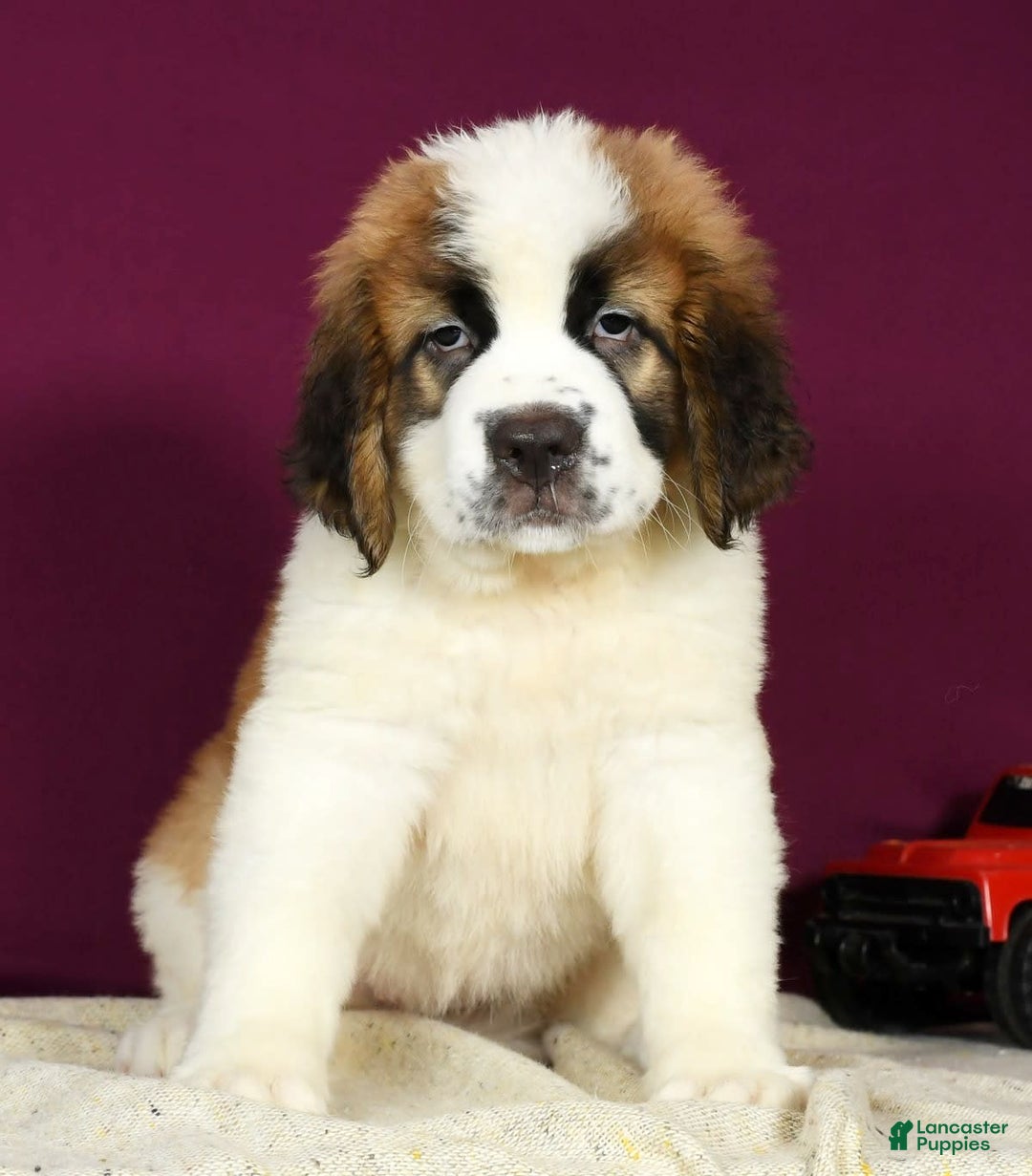Saint Bernard dogs for sale: Luna - Image 8