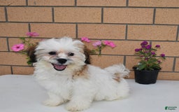 Teddy Bear dogs for sale: Bailey - Image 14